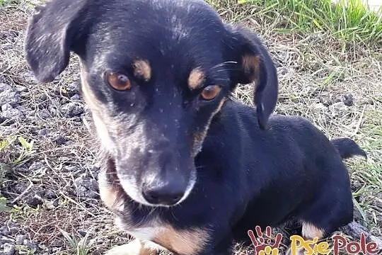 DIMEREK-śliczny, uroczy, rozkoszny maluszek szuka domu, adopcja, Małopolskie, Kraków
