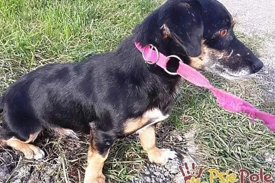 DIMEREK-śliczny, uroczy, rozkoszny maluszek szuka domu, adopcja, Małopolskie, Kraków