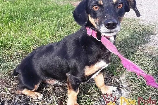 DIMEREK-śliczny, uroczy, rozkoszny maluszek szuka domu, adopcja, Małopolskie, Kraków