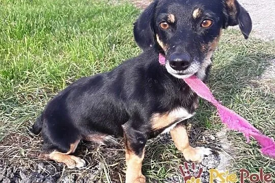 DIMEREK-śliczny, uroczy, rozkoszny maluszek szuka domu, adopcja, Małopolskie, Kraków