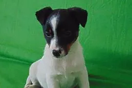 Jack Russell Terrier, Pajęczno