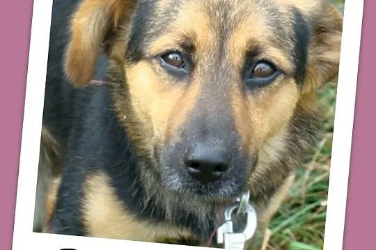 Aktywny,waga 10 kg,przyjazny,kontaktowy pies BOBIK_Adopcja