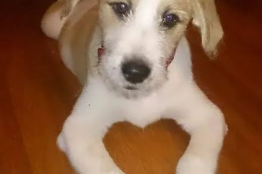 Szczeniaczek Berni do adopcji! :-),  mazowieckie W