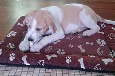 Szczeniaczek Berni do adopcji! :-),  mazowieckie W