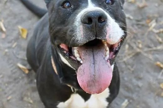 BILBO uszatek w typie pit bulla do adopcji ,  wielkopolskie Poznań