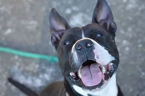 BILBO uszatek w typie pit bulla do adopcji ,  wiel