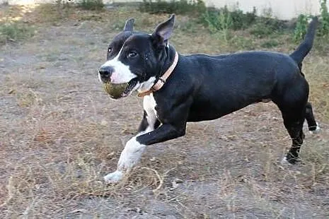 BILBO uszatek w typie pit bulla do adopcji ,  wiel