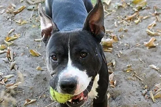 BILBO uszatek w typie pit bulla do adopcji ,  wiel