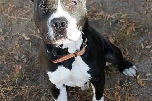 BILBO uszatek w typie pit bulla do adopcji ,  wiel