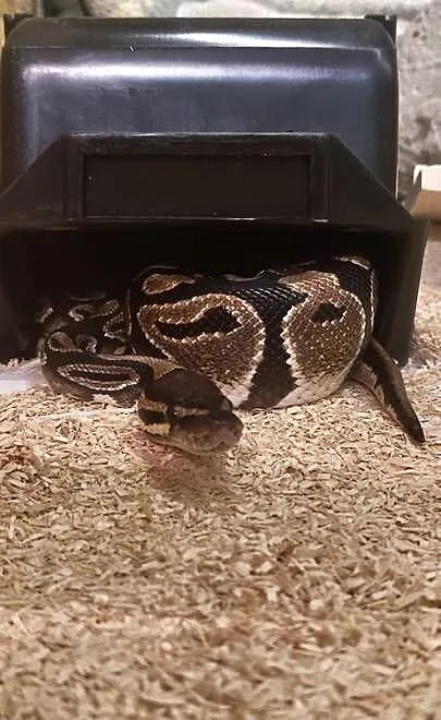 Wąż - pyton królewski regius + duże terrarium 120cm, Łódzkie, Zduńska Wola