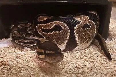 Wąż - pyton królewski regius + duże terrarium 120cm, Łódzkie, Zduńska Wola