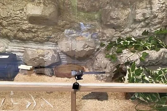 Wąż - pyton królewski regius + duże terrarium 120cm, Łódzkie, Zduńska Wola