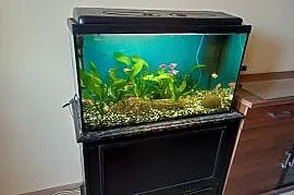 Akwarium 126L z komodą i rybkami plus akcesoria