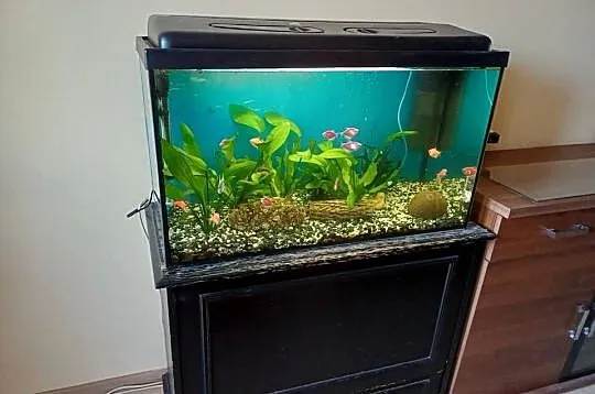 Akwarium 126L z komodą i rybkami plus akcesoria