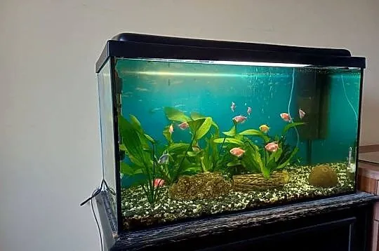 Akwarium 126L z komodą i rybkami plus akcesoria, Śląskie, Jaworzno