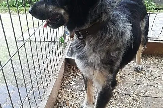 Mobi - idealny psiak do frisbee szuka domu