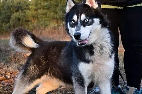 Niebieskooki Irys, młody, radosny HUSKY do adopcji