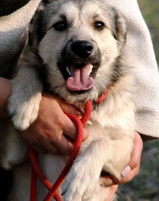 Ola młoda, łagodna, śliczna suczka 8 mcy ADOPCJA,