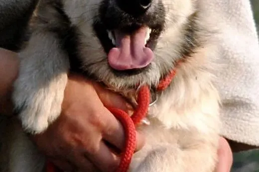 Ola młoda, łagodna, śliczna suczka 8 mcy ADOPCJA, 