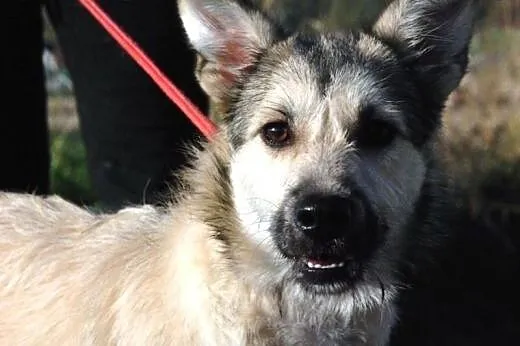 Ola młoda, łagodna, śliczna suczka 8 mcy ADOPCJA, 