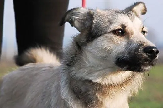 Ola młoda, łagodna, śliczna suczka 8 mcy ADOPCJA, 