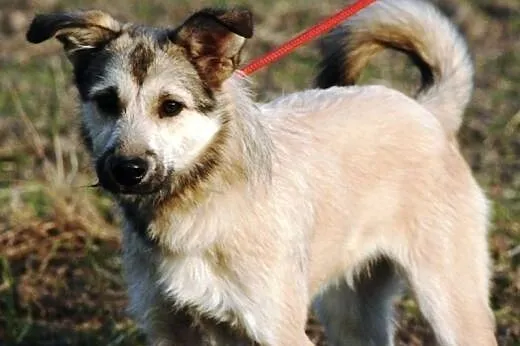 Ola młoda, łagodna, śliczna suczka 8 mcy ADOPCJA, 