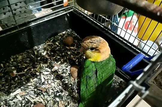Barwinki Barwinka Bialobrzucha Pisklaki do ręcznego karmieni, Wielkopolskie, Buk