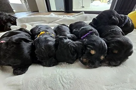 Cocker Spaniel Angielski