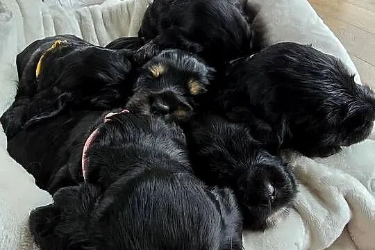 Cocker Spaniel Angielski, Podkarpackie, Błażowa
