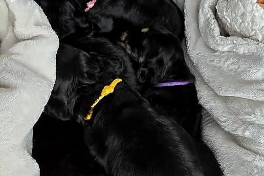 Cocker Spaniel Angielski, Podkarpackie, Błażowa