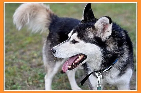 Duży pies rasy husky, grzeczny,łagodny,towarzyski 