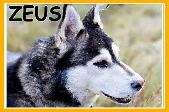 Duży pies rasy husky, grzeczny,łagodny,towarzyski 