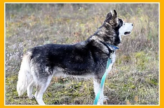 Duży pies rasy husky, grzeczny,łagodny,towarzyski 