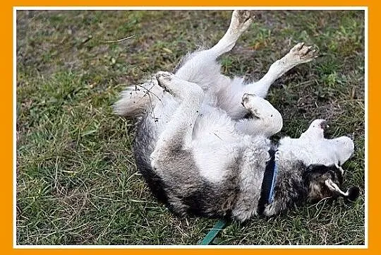 Duży pies rasy husky, grzeczny,łagodny,towarzyski 