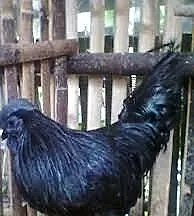 Indonezyjski BIRD (Ayam Cemani)