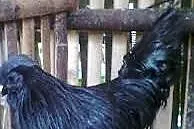 Indonezyjski BIRD (Ayam Cemani)