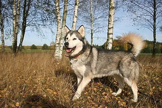 Luka kochana suczka uwielbiająca ludzi ALASKAN MAL