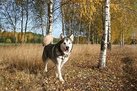 Luka kochana suczka uwielbiająca ludzi ALASKAN MAL