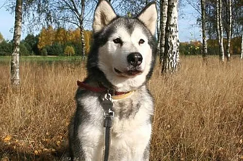 Luka kochana suczka uwielbiająca ludzi ALASKAN MAL