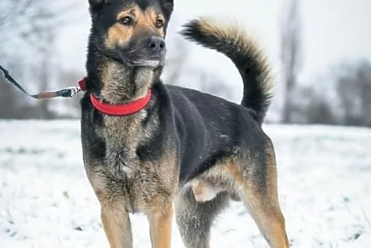 Adoptuj Nera