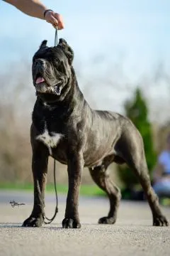 Cane Corso Piękne zarejestrowane szczenięta na sprzedaż, Mazowieckie, Warszawa