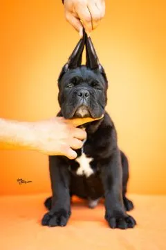 Cane Corso Piękne zarejestrowane szczenięta na sprzedaż, Mazowieckie, Warszawa