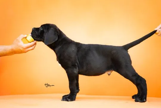 Cane Corso Piękne zarejestrowane szczenięta na sprzedaż, Mazowieckie, Warszawa