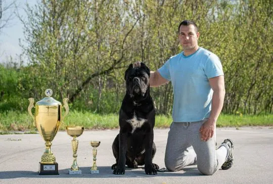 Cane Corso Piękne zarejestrowane szczenięta na sprzedaż, Mazowieckie, Warszawa