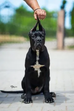 Cane Corso Piękne zarejestrowane szczenięta na sprzedaż, Mazowieckie, Warszawa