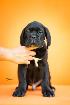 Cane Corso Piękne zarejestrowane szczenięta na sprzedaż, Mazowieckie, Warszawa