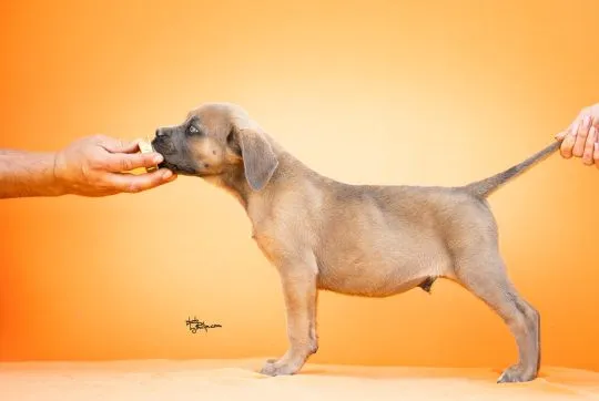 Cane Corso Piękne zarejestrowane szczenięta na sprzedaż, Mazowieckie, Warszawa