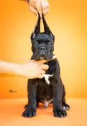 Cane Corso Piękne zarejestrowane szczenięta na sprzedaż