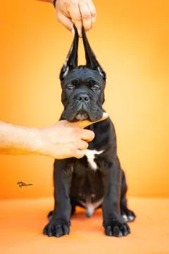 Cane Corso Piękne zarejestrowane szczenięta na sprzedaż