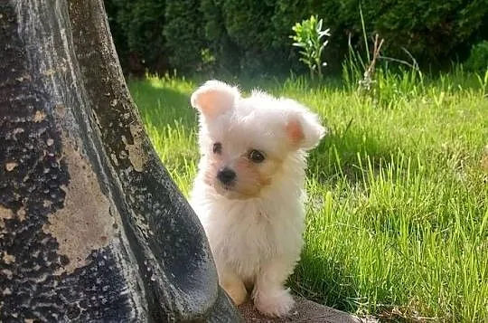 Maltańczyk suczka MINI, Łódzkie, Łódź